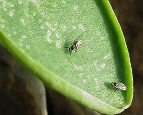 豌豆彩潛蠅,水溶肥桶廠家 豌豆彩潛蠅,水溶肥桶廠家