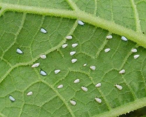 溫室白粉虱,水溶沖施肥 溫室白粉虱,水溶沖施肥
