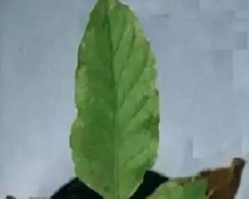 蘿卜缺磷,噴施葉面肥 蘿卜缺磷,噴施葉面肥
