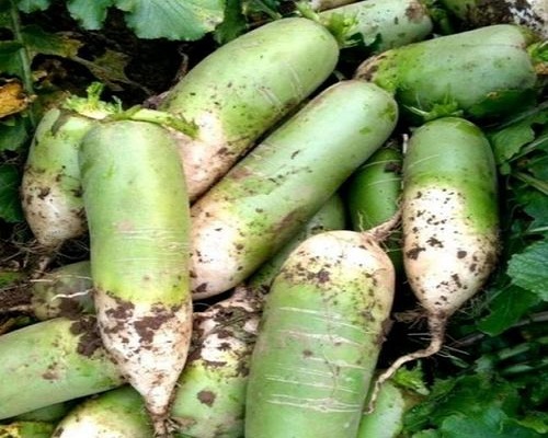 青皮蘿卜,沖施肥的價(jià)格