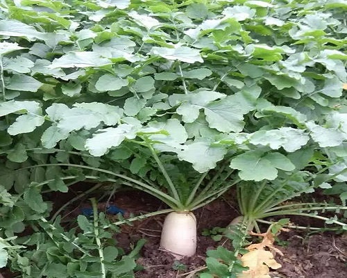 蘿卜前期抽薹,大量元素水溶肥 蘿卜前期抽薹,大量元素水溶肥