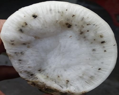 蘿卜肉質(zhì)根變褐色,品牌沖施肥 蘿卜肉質(zhì)根變褐色,品牌沖施肥