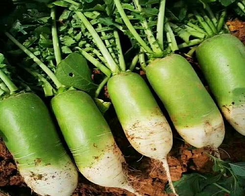 天正蘿卜14號(hào),沖施肥價(jià)格