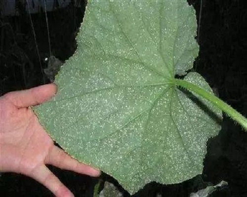 溫室白粉虱,葉面肥配方