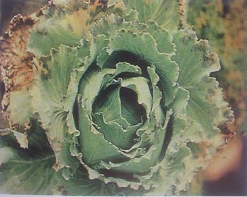 萵筍缺鉀,有機(jī)水溶肥廠家