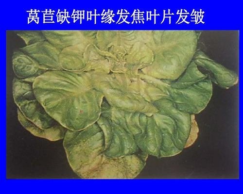萵筍缺鉀,水溶肥價格 萵筍缺鉀,水溶肥價格