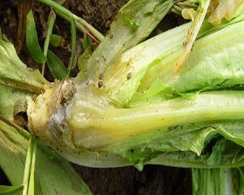 萵筍莖葉腐爛,水溶肥價(jià)格 萵筍莖葉腐爛,水溶肥價(jià)格