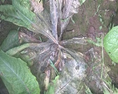 萵筍葉緣燒焦?fàn)?沖施肥品牌 萵筍葉緣燒焦?fàn)?沖施肥品牌