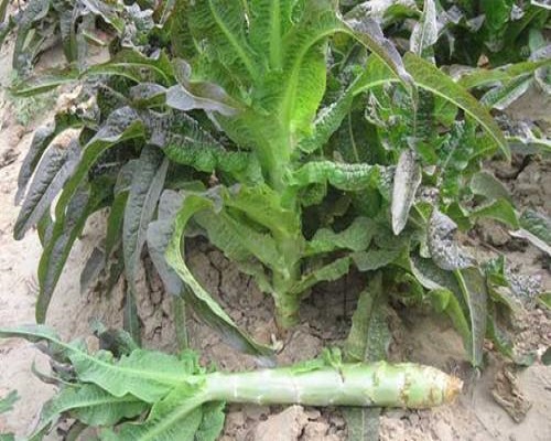萵筍花葉皺縮,進(jìn)口葉面肥 萵筍花葉皺縮,進(jìn)口葉面肥