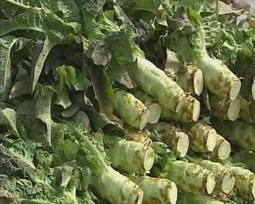 萵筍裂莖,有機沖施肥 萵筍裂莖,有機沖施肥