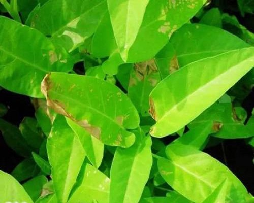 細菌性葉枯病,果樹水溶肥 細菌性葉枯病,果樹水溶肥