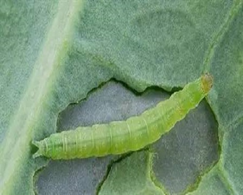 菜蛾,水溶肥生產(chǎn)廠家 菜蛾,水溶肥生產(chǎn)廠家