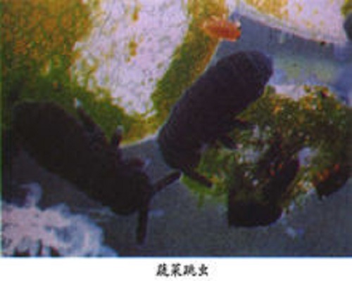 蔬菜跳蟲,沖施肥生產(chǎn)廠家 蔬菜跳蟲,沖施肥生產(chǎn)廠家