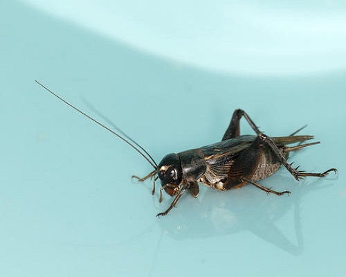 油葫蘆,果樹水溶肥
