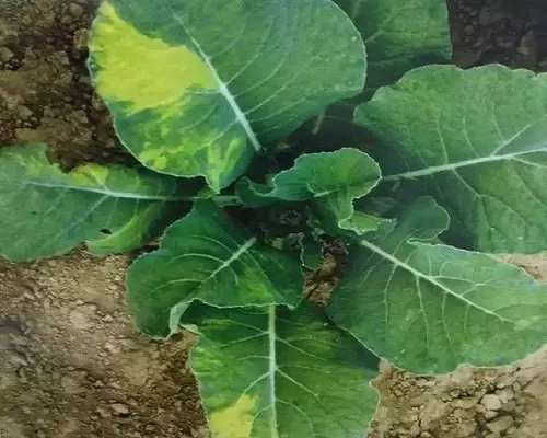 雍菜葉片褪綠,國內(nèi)水溶肥廠家排名 雍菜葉片褪綠,國內(nèi)水溶肥廠家排名
