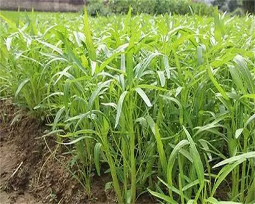 雍菜根莖枯死,進(jìn)口沖施肥