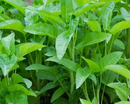 雍菜出現(xiàn)隆起狀皰斑,液體水溶肥 雍菜出現(xiàn)隆起狀皰斑,液體水溶肥