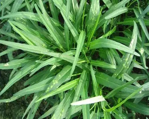 雍菜出現(xiàn)隆起狀皰斑,有機(jī)水溶肥 雍菜出現(xiàn)隆起狀皰斑,有機(jī)水溶肥