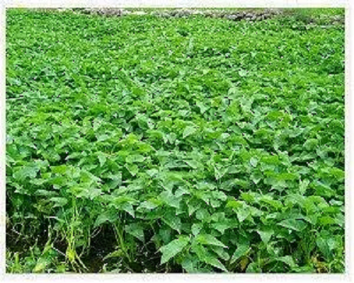 水雍菜,有機沖施肥