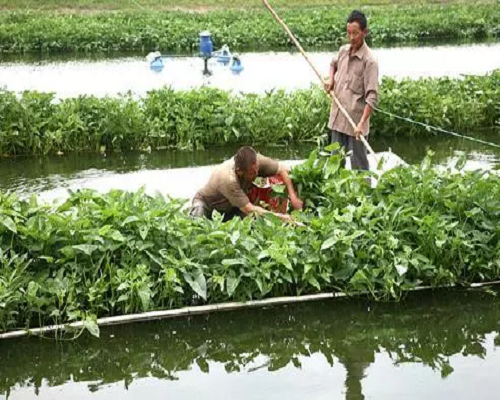 水雍菜,品牌沖施肥