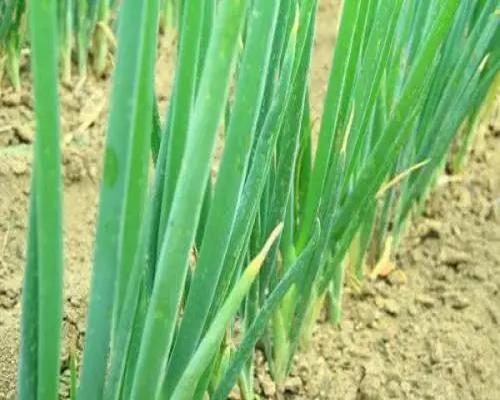 蔥病毒病,水溶肥價(jià)格 蔥病毒病,水溶肥價(jià)格