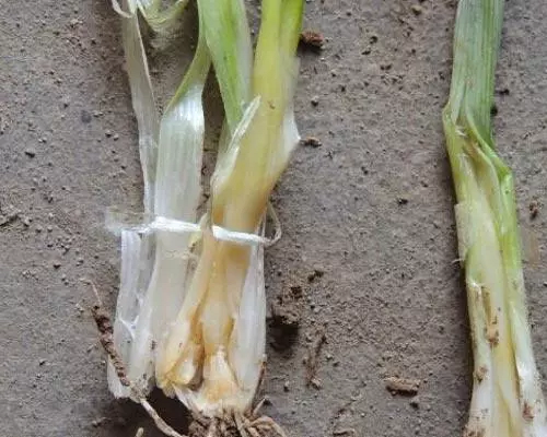 蔥軟腐病,腐植酸水溶肥