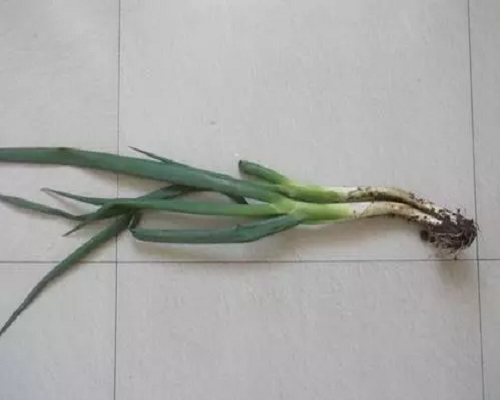 蔥小菌核病,水溶肥價格