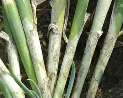 蔥小菌核病,腐植酸水溶肥廠家 蔥小菌核病,腐植酸水溶肥廠家
