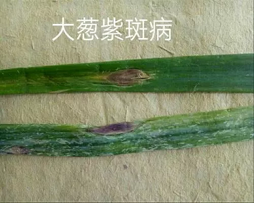蔥紫斑病,?；ū９~面肥