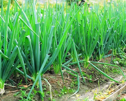 大蔥缺鈣,微量元素水溶肥 大蔥缺鈣,微量元素水溶肥