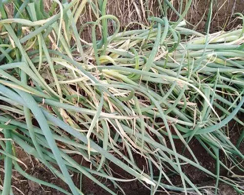 蔥倒伏,水溶肥生產(chǎn)廠家