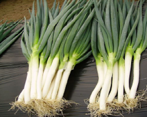春蔥一號(hào),氨基酸水溶肥