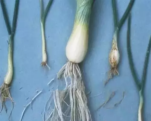 大蔥根部有白色菌絲,大量元素水溶肥 大蔥根部有白色菌絲,大量元素水溶肥