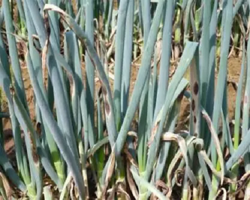 大蔥植株萎縮,進(jìn)口沖施肥