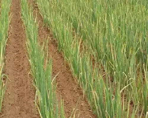 大蔥植株萎縮,沖施肥價(jià)格