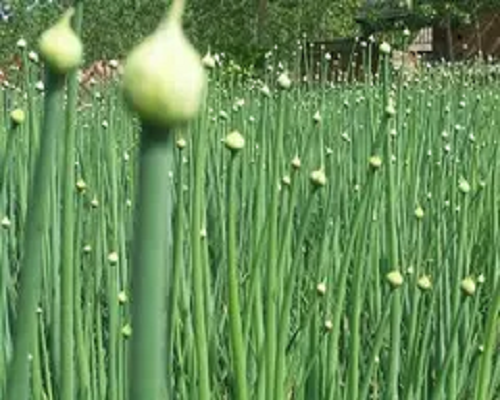 大蔥抽薹,國內(nèi)水溶肥廠家排名