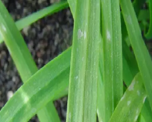 灰霉病,水溶肥廠家供應(yīng)水溶肥 灰霉病,水溶肥廠家供應(yīng)水溶肥