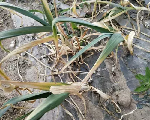 菌核病,河南水溶肥廠家 菌核病,河南水溶肥廠家