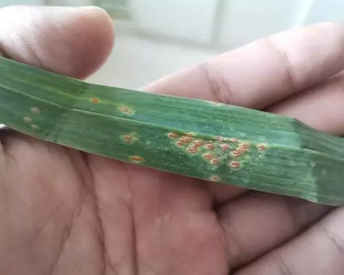 銹病,噴施葉面肥 銹病,噴施葉面肥