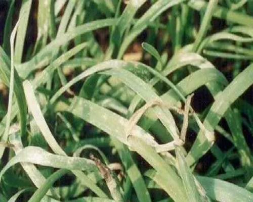 韭菜遲眼蕈蚊,沖施肥價(jià)格