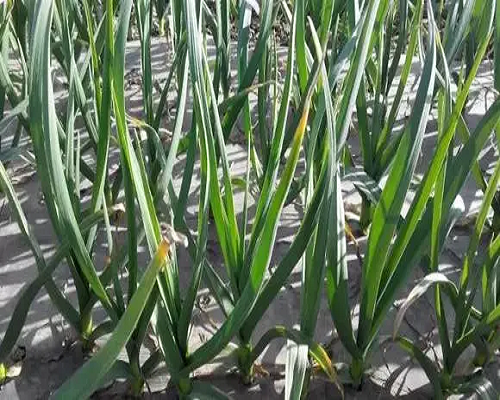大蒜缺氮,進口葉面肥 大蒜缺氮,進口葉面肥