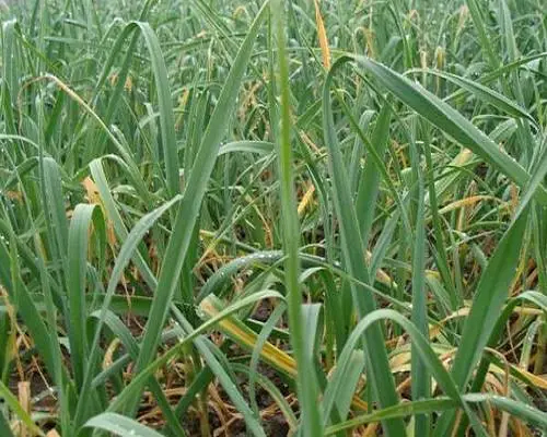 大蒜缺氮,液體水溶肥