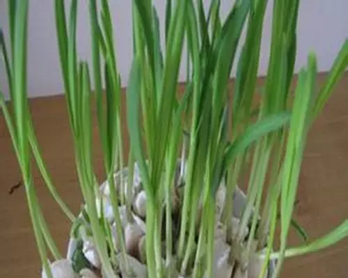 大蒜缺硼,有機(jī)葉面肥 大蒜缺硼,有機(jī)葉面肥