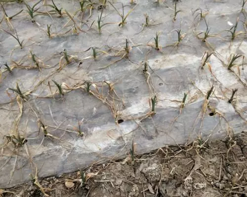 大蒜凍害,果樹水溶肥 大蒜凍害,果樹水溶肥