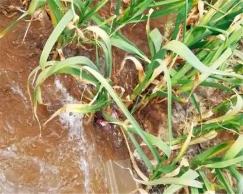 大蒜二次生長,水溶肥廠家排名 大蒜二次生長,水溶肥廠家排名
