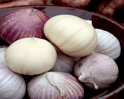 大蒜獨(dú)頭蒜,生產(chǎn)氨基酸水溶肥的廠家