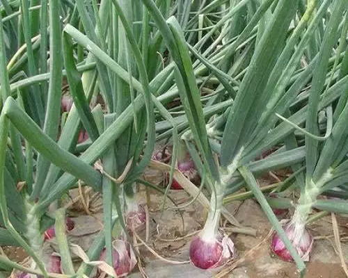 大蒜管狀葉,葉面肥價格 大蒜管狀葉,葉面肥價格