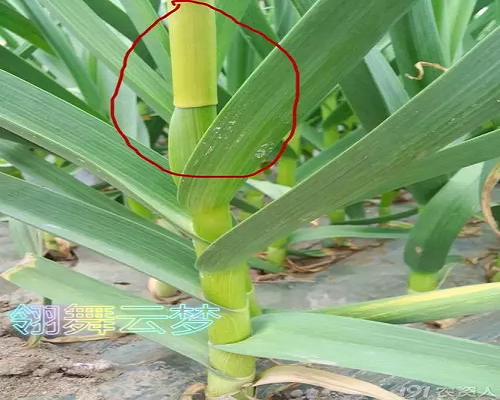 大蒜管狀葉,顆粒水溶肥 大蒜管狀葉,顆粒水溶肥