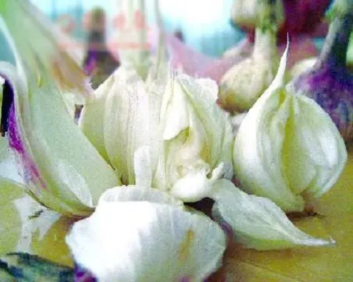 面包蒜,腐植酸水溶肥廠(chǎng)家 面包蒜,腐植酸水溶肥廠(chǎng)家