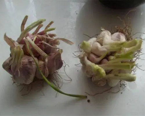 散瓣蒜,國(guó)內(nèi)水溶肥廠家排名